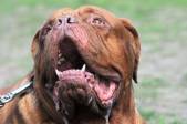 Sei un cane bavoso?